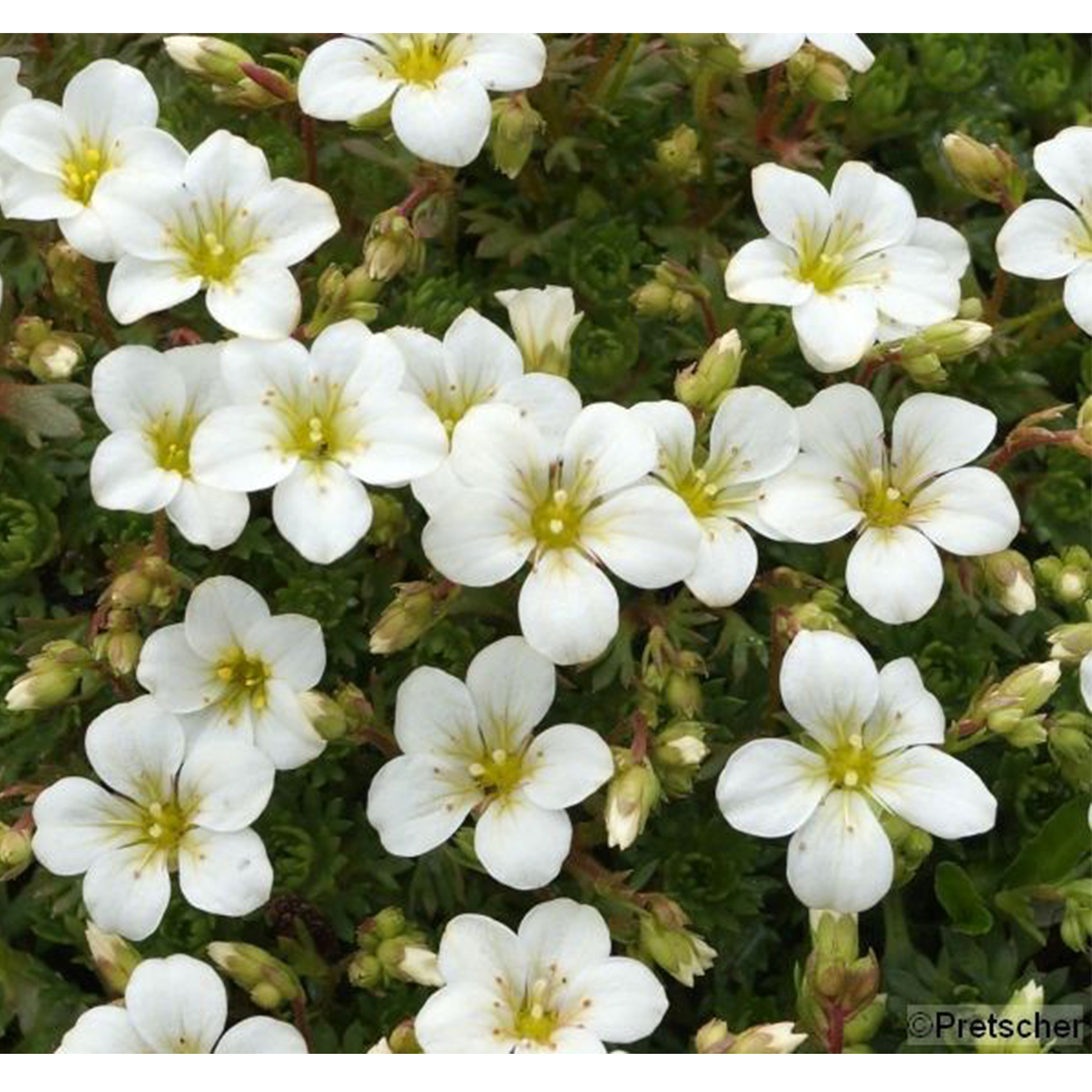 Polster Steinbrech Saxifraga x arendsii weiß