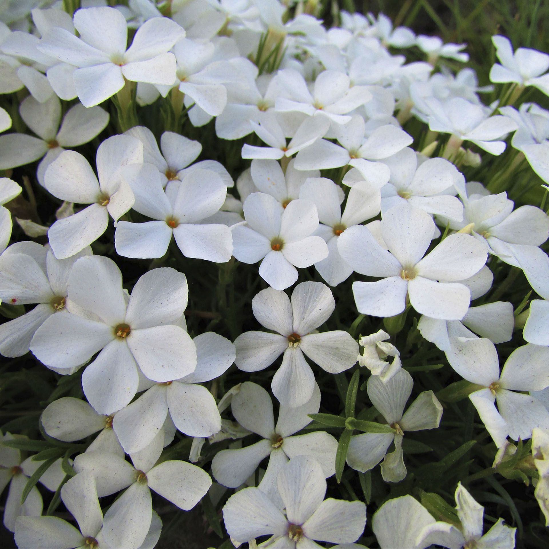 Polster Phlox Phlox Douglasii White Admiral