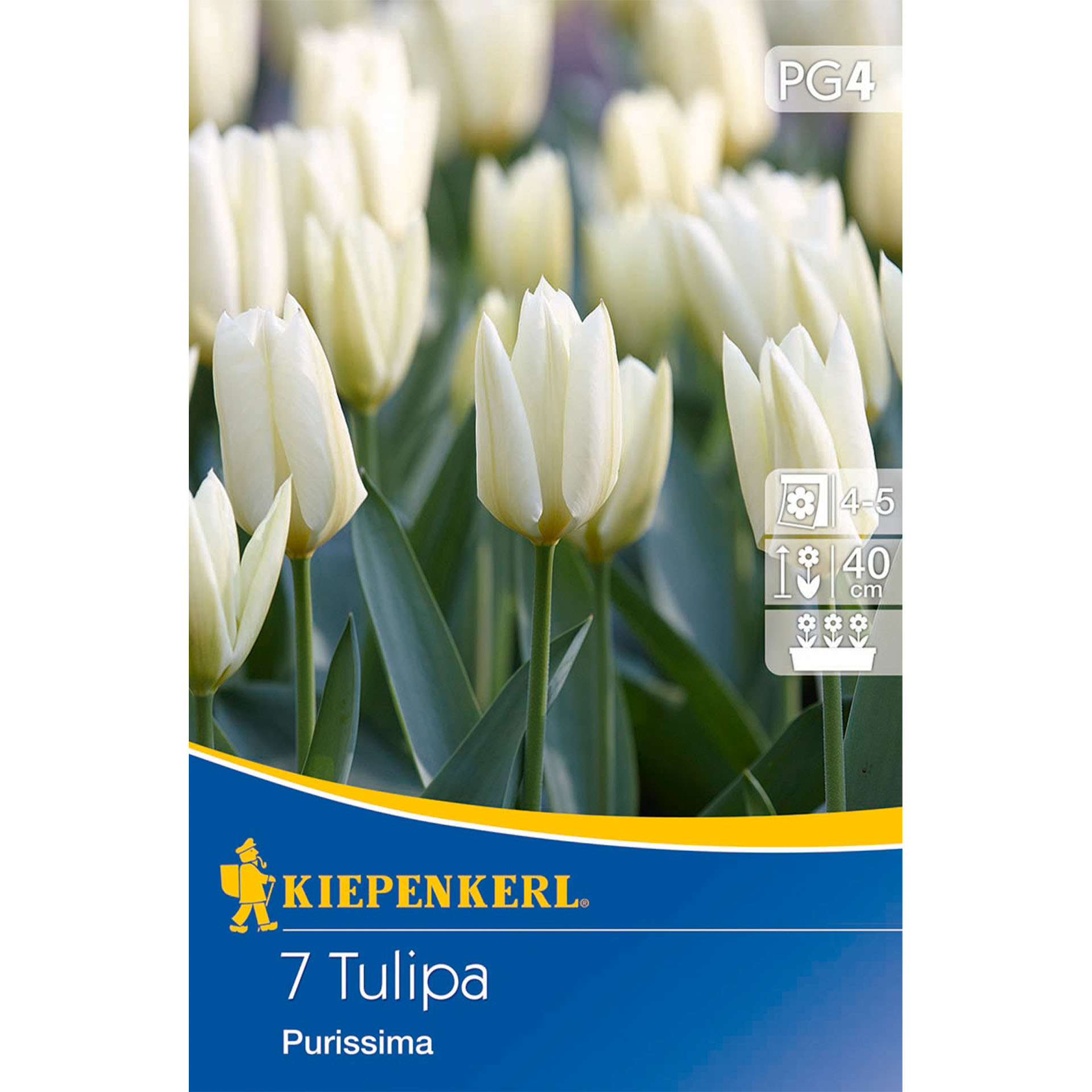 Blume, Pflanze, Tulpe