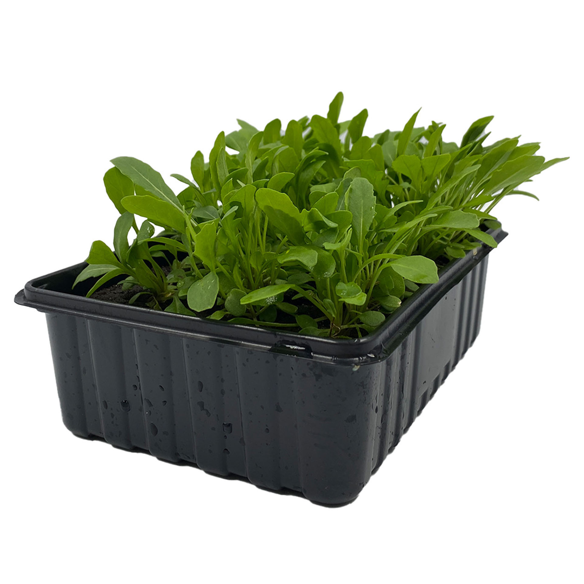 Rucola, Pflanze, Pflanze im Topf, Grünes Blattgemüse, Produzieren, Rucola