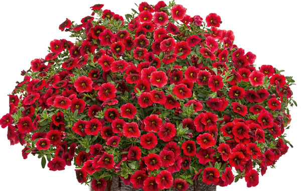 Zauberglöckchen - Calibrachoa - Superbells Pomgranate Punch', 12cm Topf