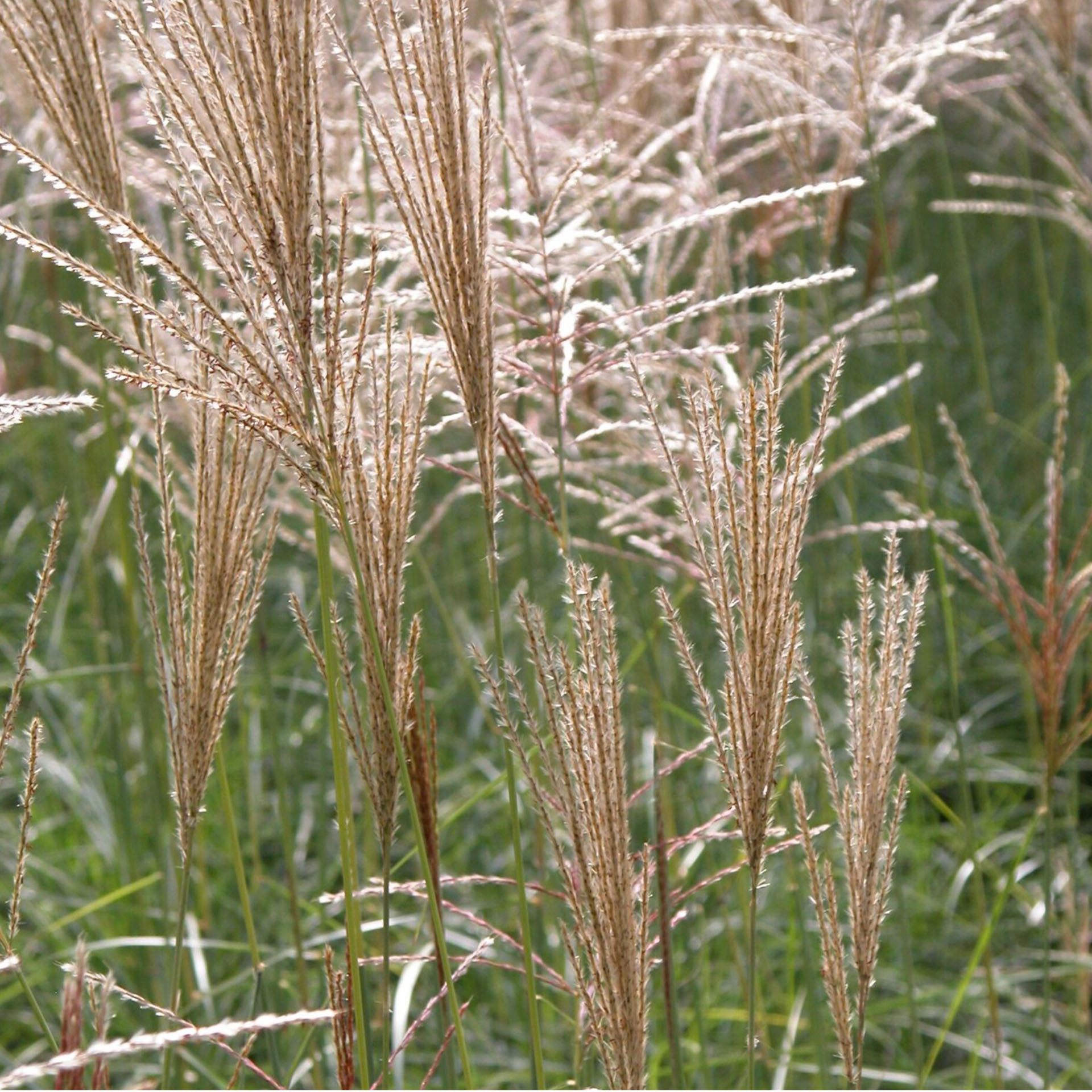 Chinaschilf - Miscanthus sinensis 'Kleine Fontäne' 1, Gras, Pflanze, Vegetation, Schilf