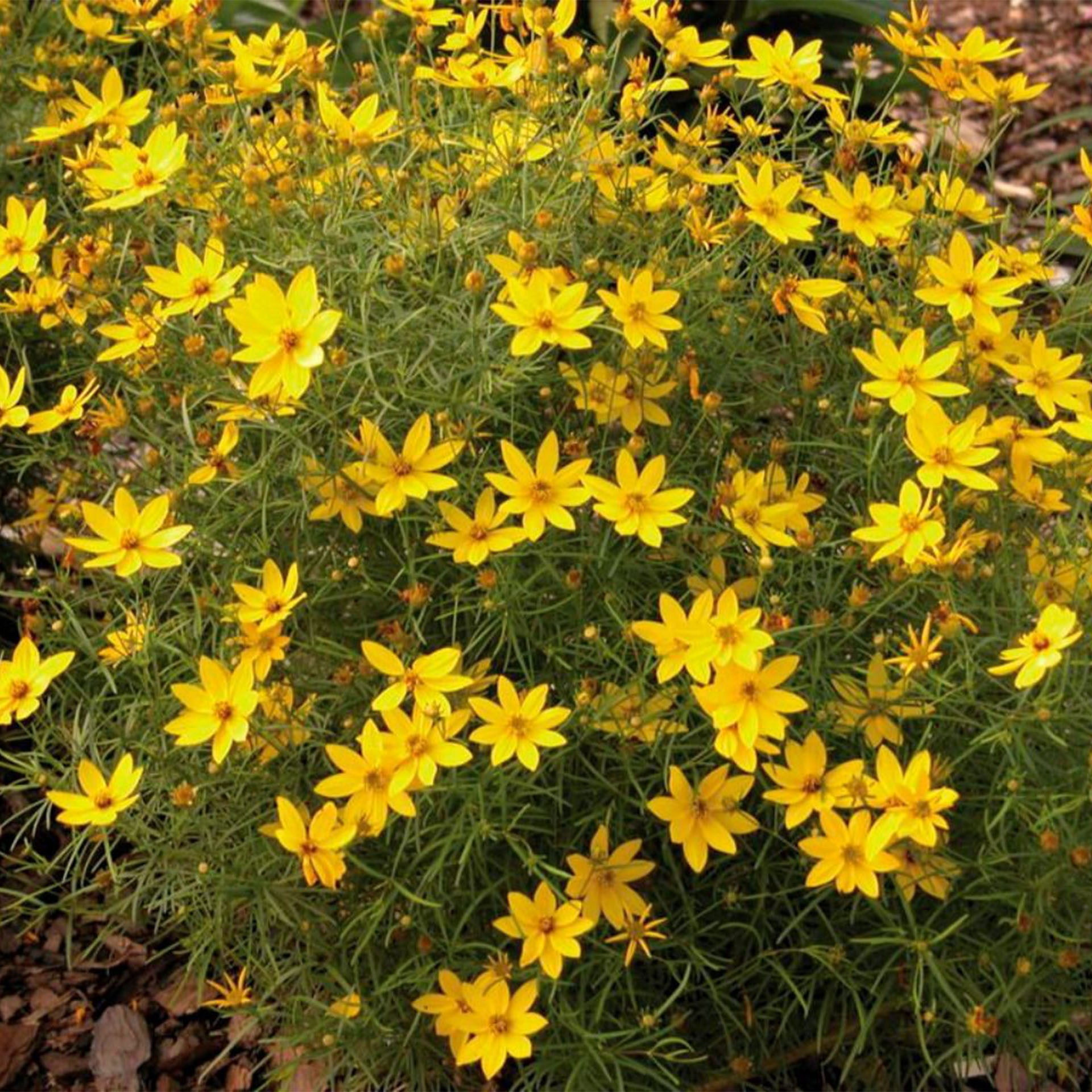 Pflanze, Vegetation, Gänseblümchen, Blume, Blütenblatt