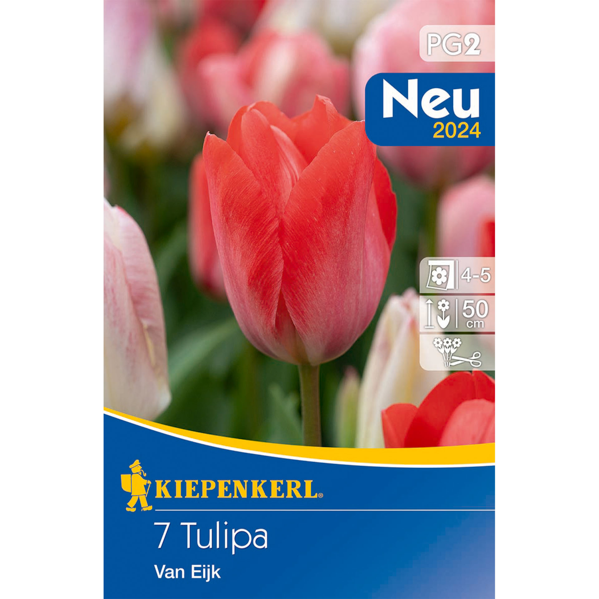 Blume, Pflanze, Tulpe, Rose