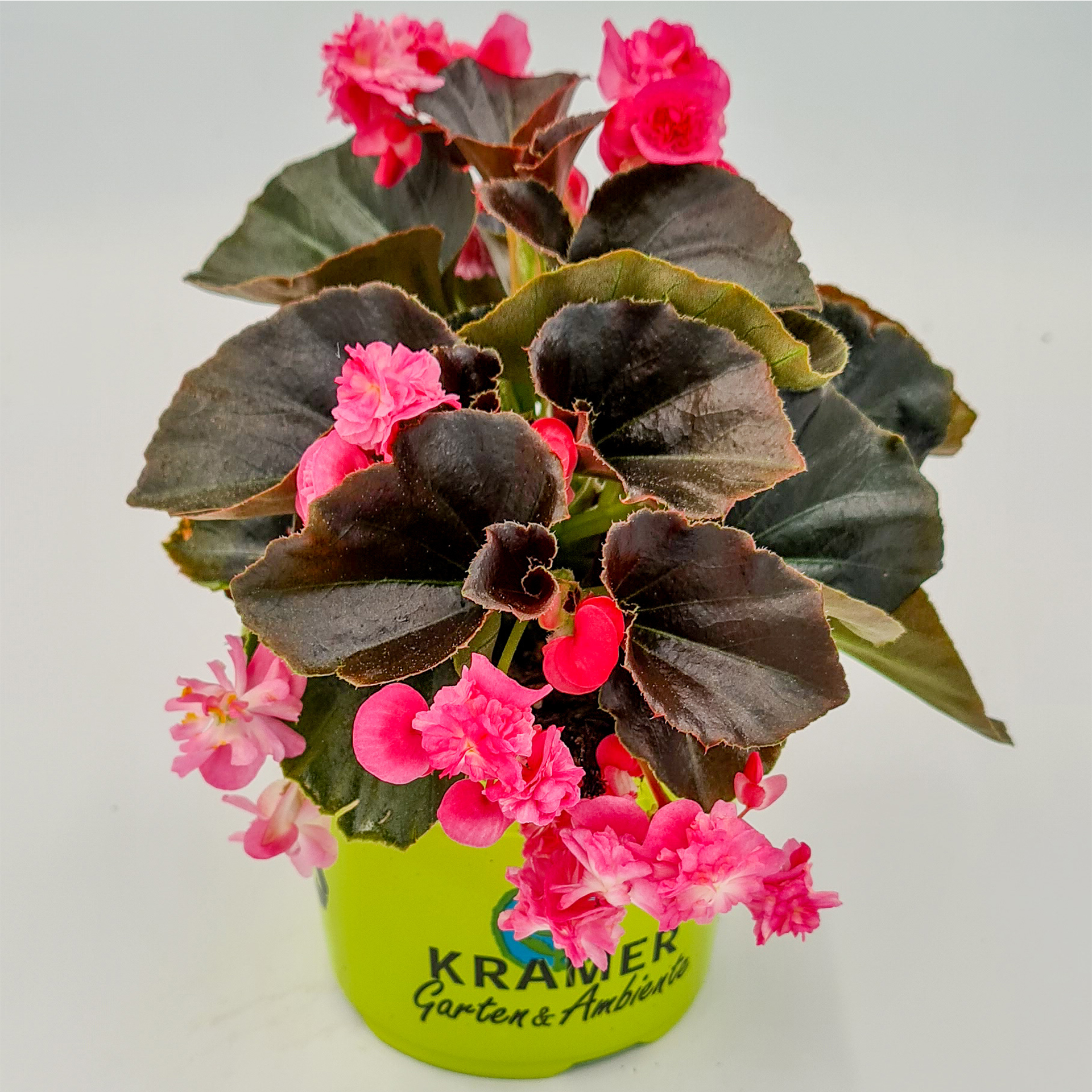 Eisbegonie - Begonia semperflorens 'Doublet® Rose'