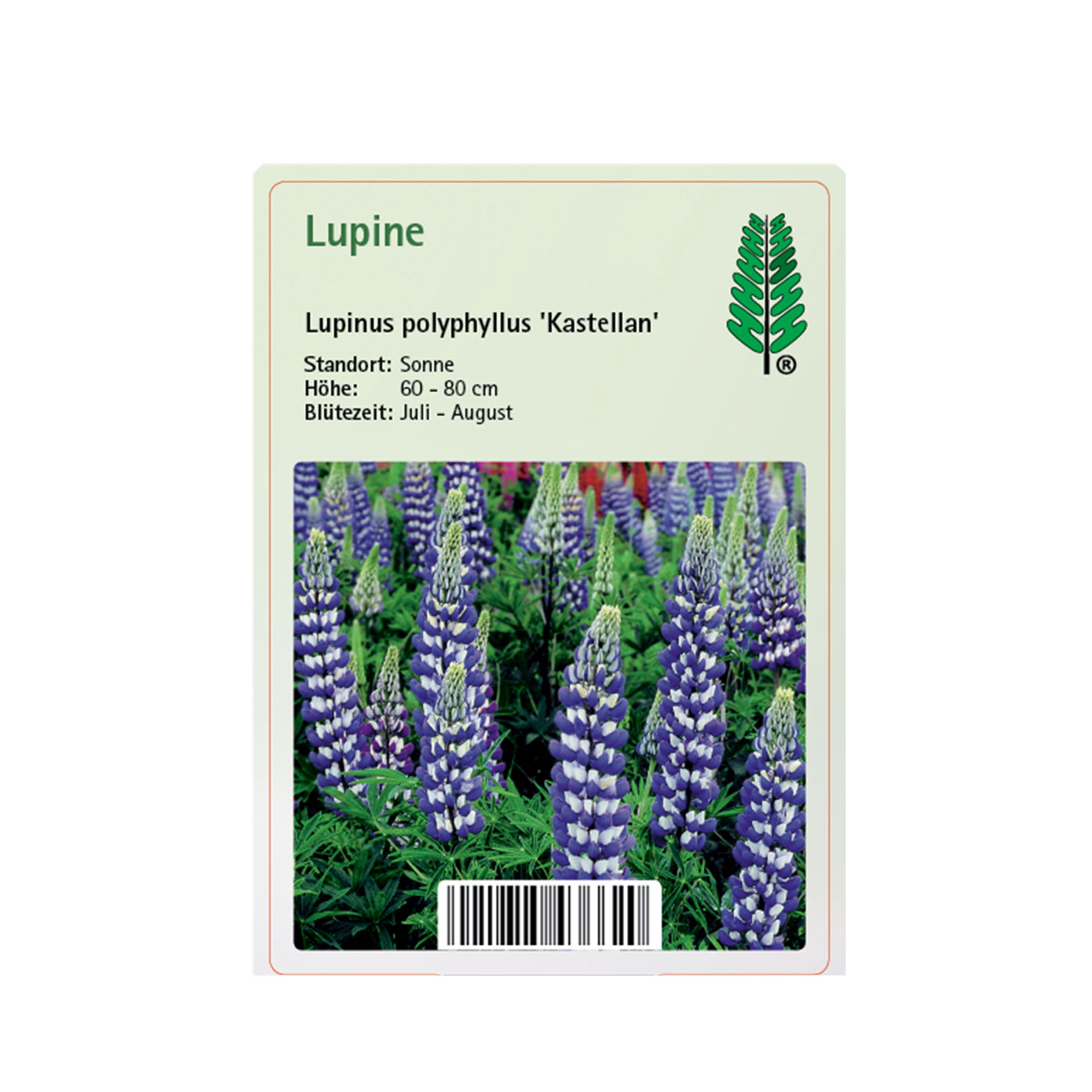 Lupine - Lupinus polyphyllus 'Kastellan'