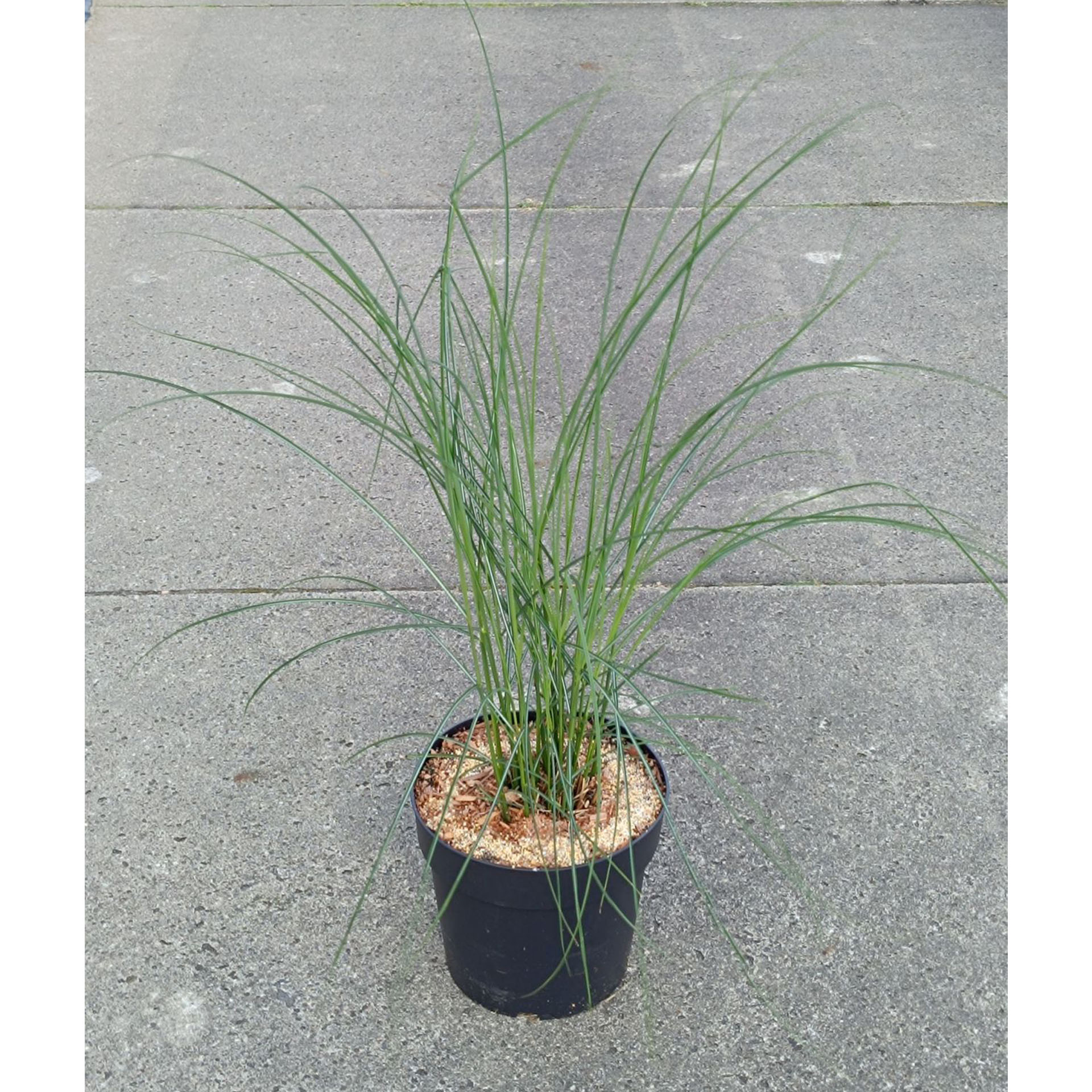 Chinaschilf - Miscanthus sinensis 'Kleine Fontäne', Pflanze, Vegetation, Gras, Essen, Produzieren
