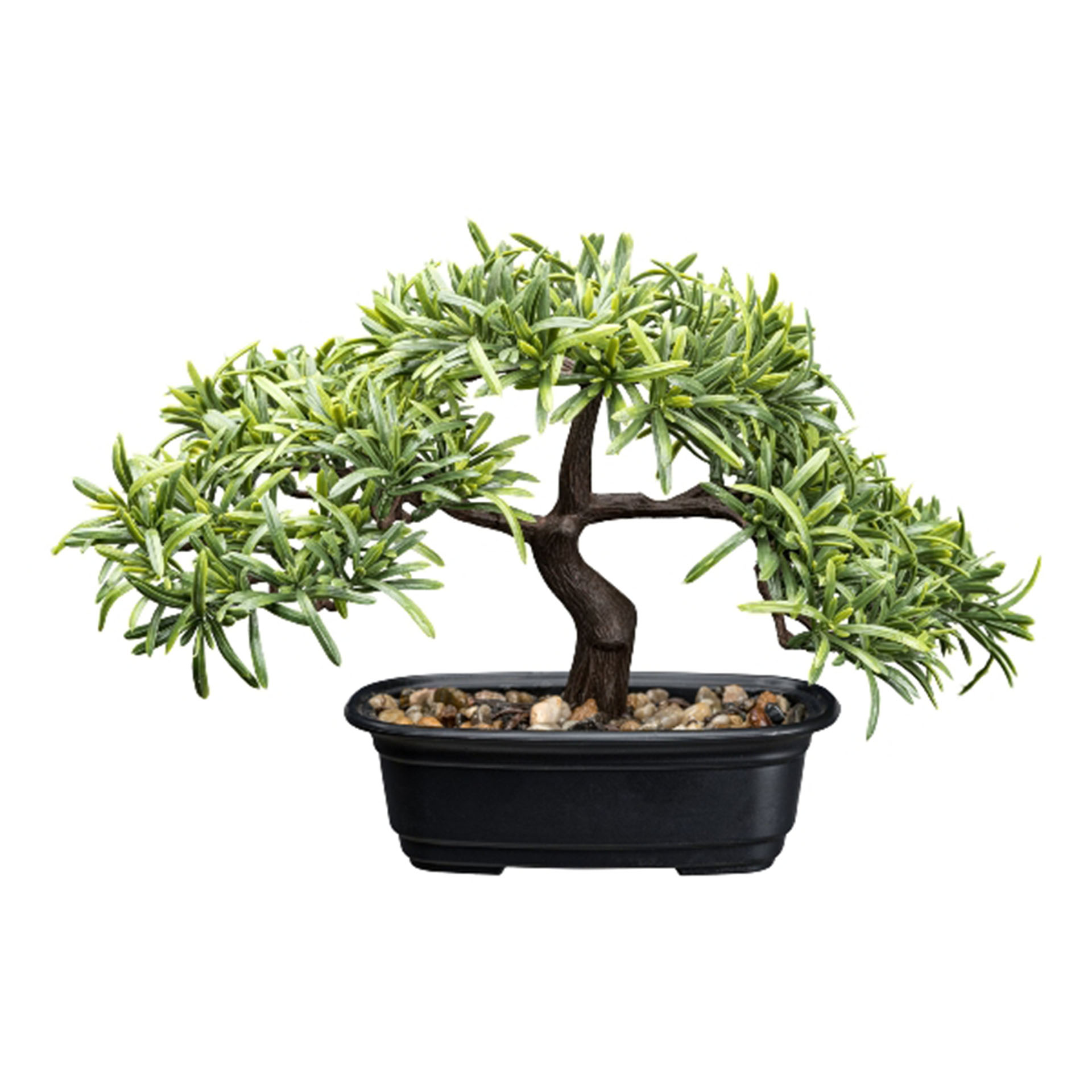 Pflanze, Pflanze im Topf, Baum, Bonsai