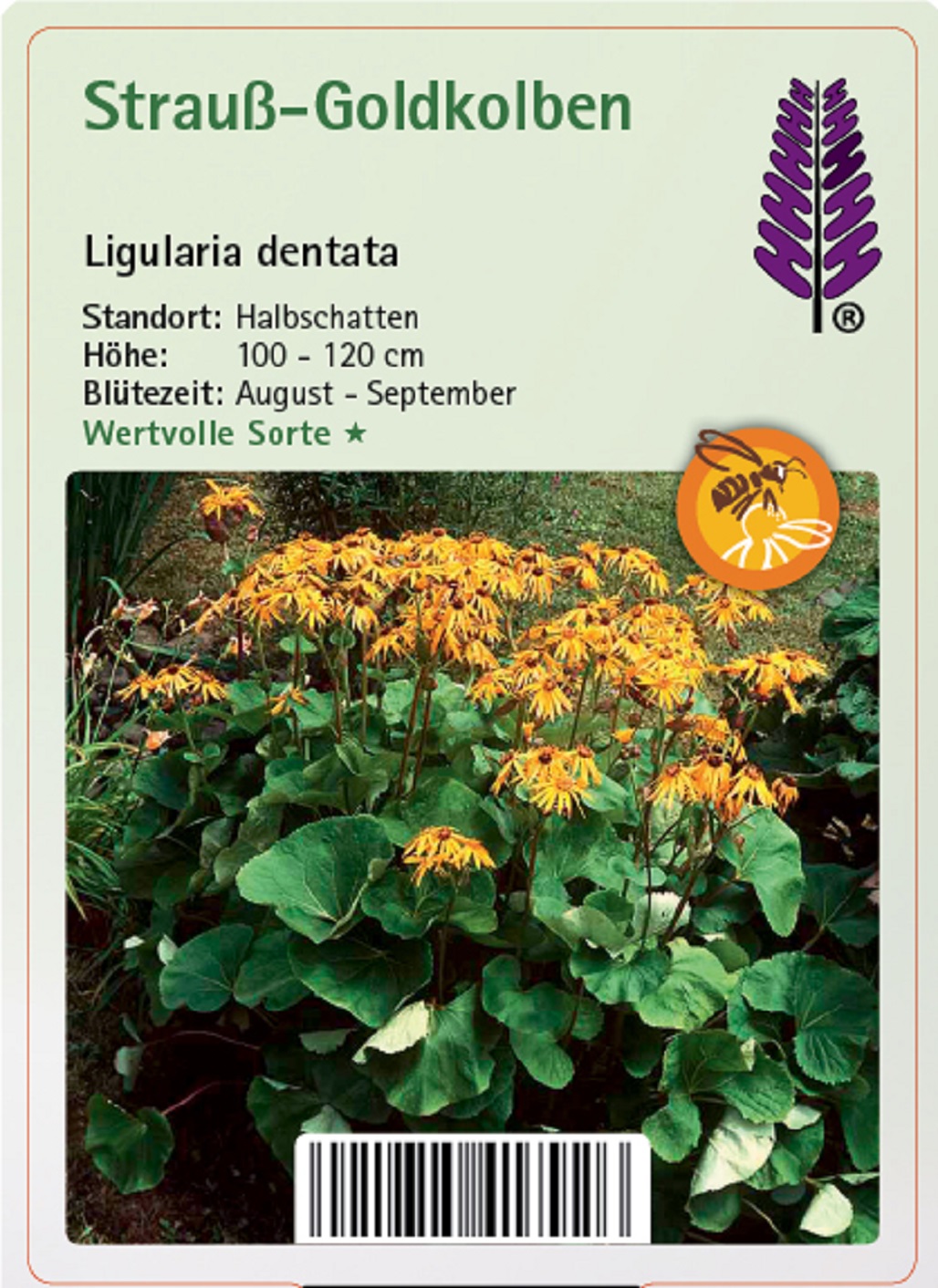 Strauß-Goldkolben - Ligularia dentata