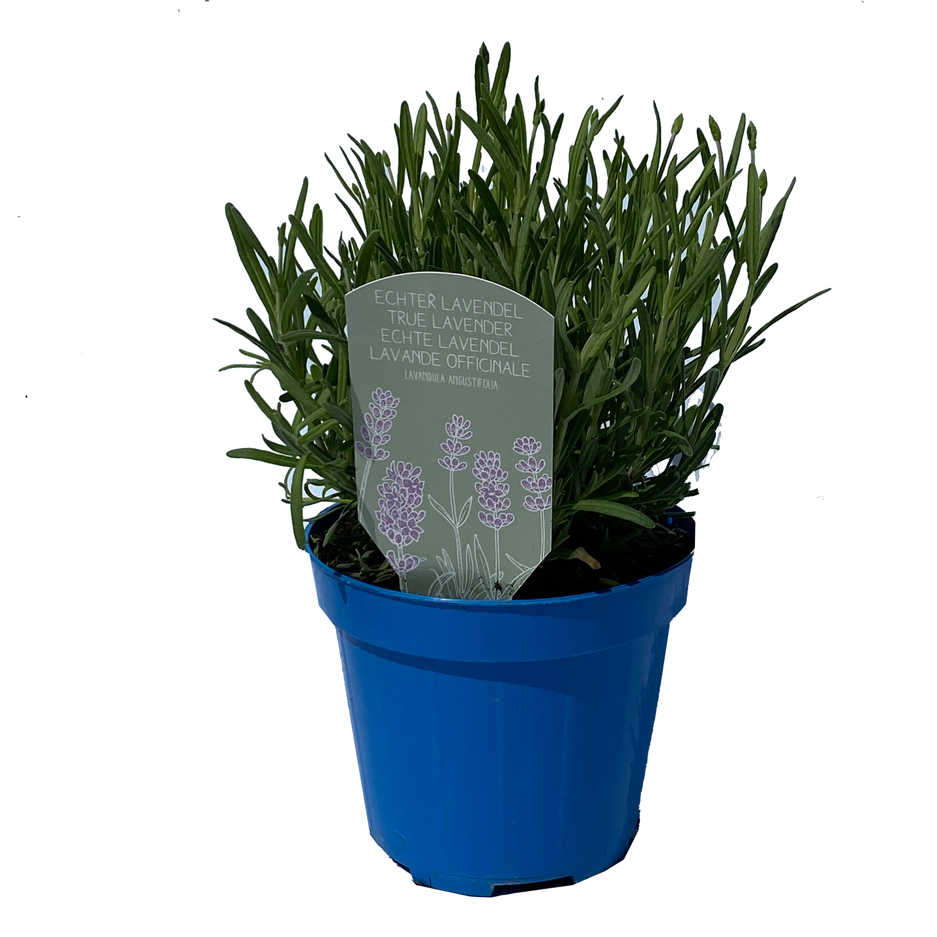Lavendel - Lavandula angustifolia 'Hidcote Blue', 14cm Topf