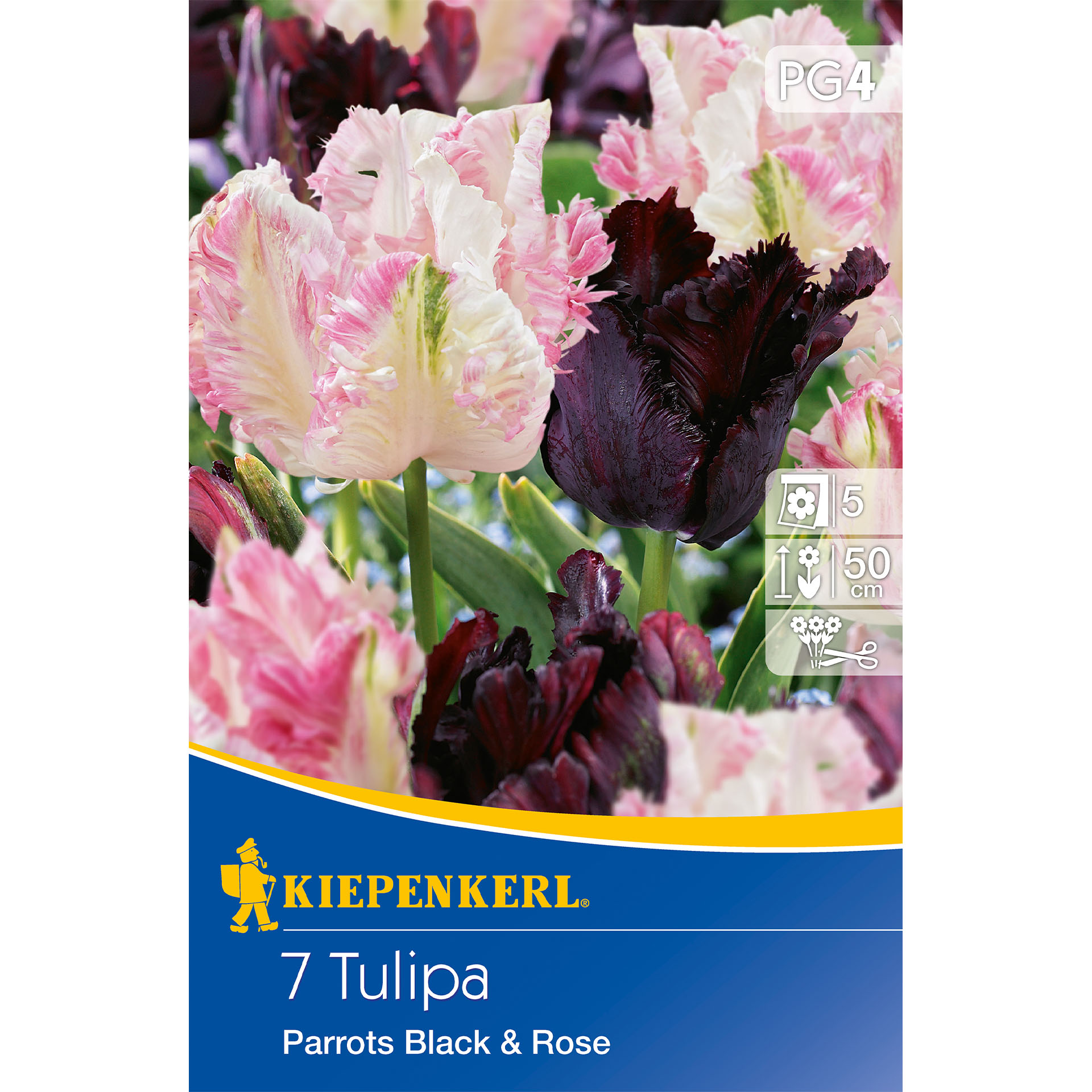 Blume, Werbung, Plakat, Rose, Blütenblatt