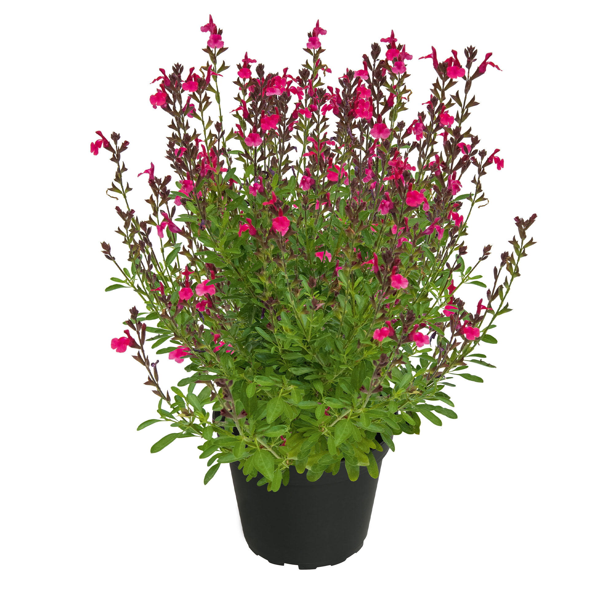 Salbei - Salvia VISIONAL Hot Pink, 15cm Topf