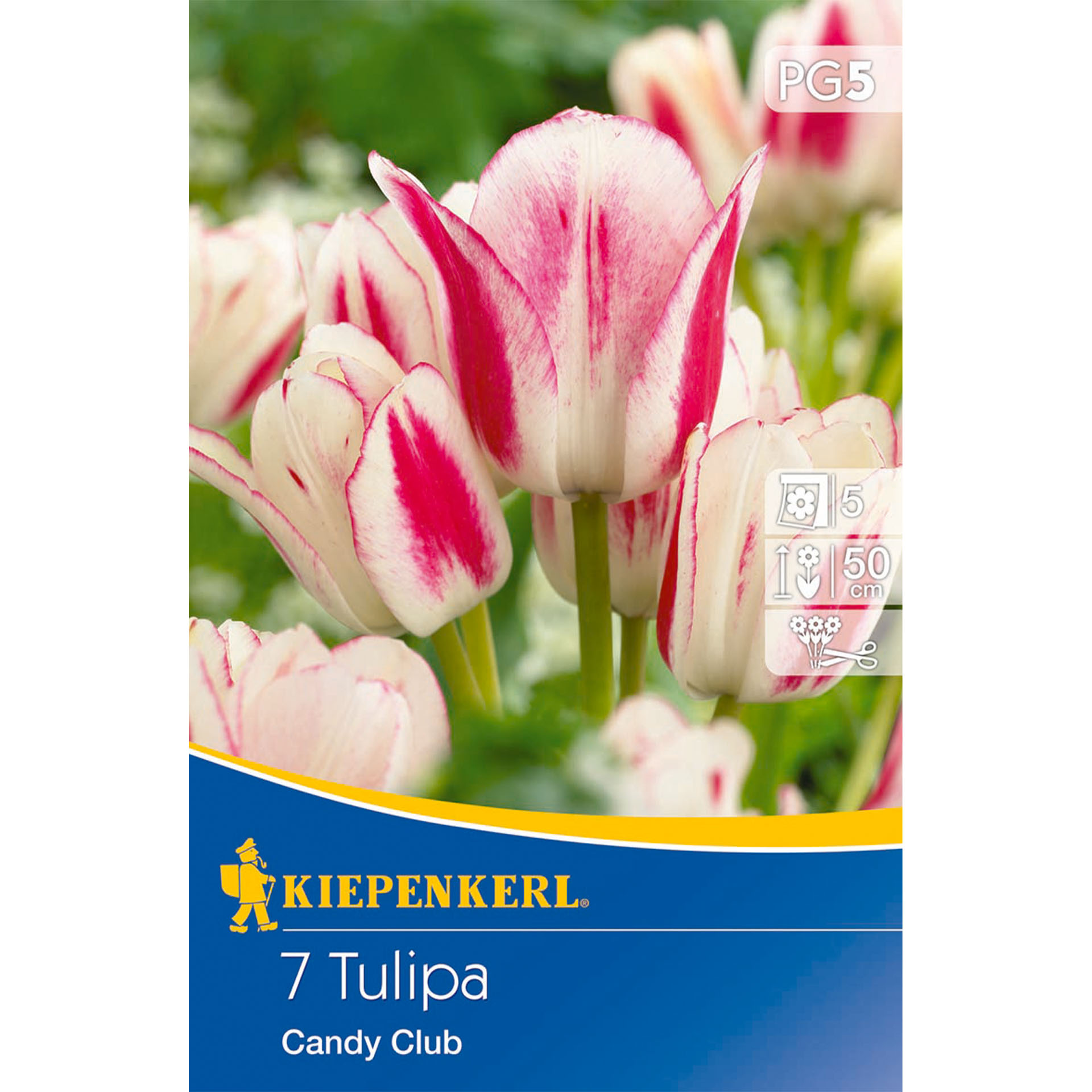 Blume, Pflanze, Werbung, Plakat, Tulpe