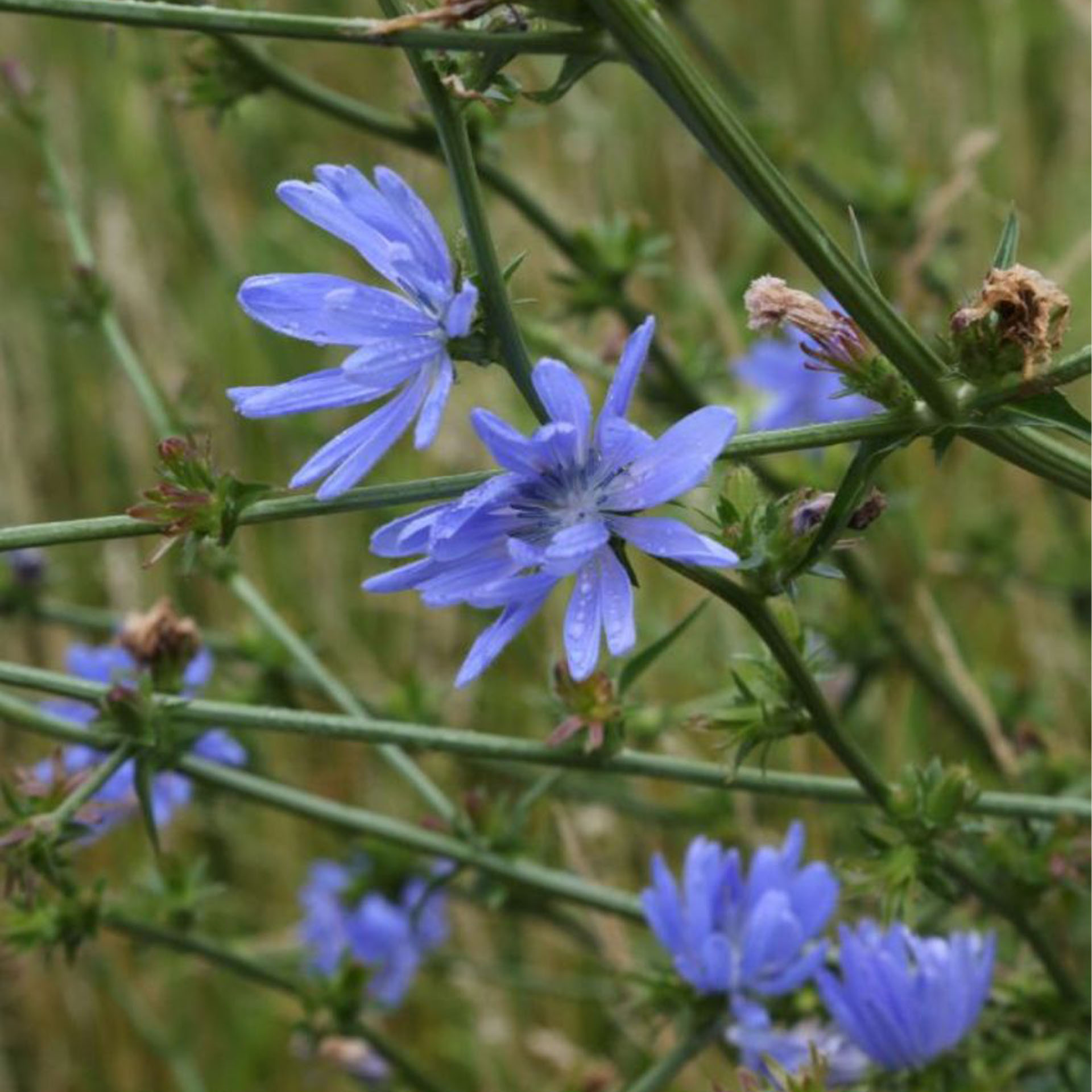 Gänseblümchen, Blume, Pflanze, Blütenblatt, Anemone