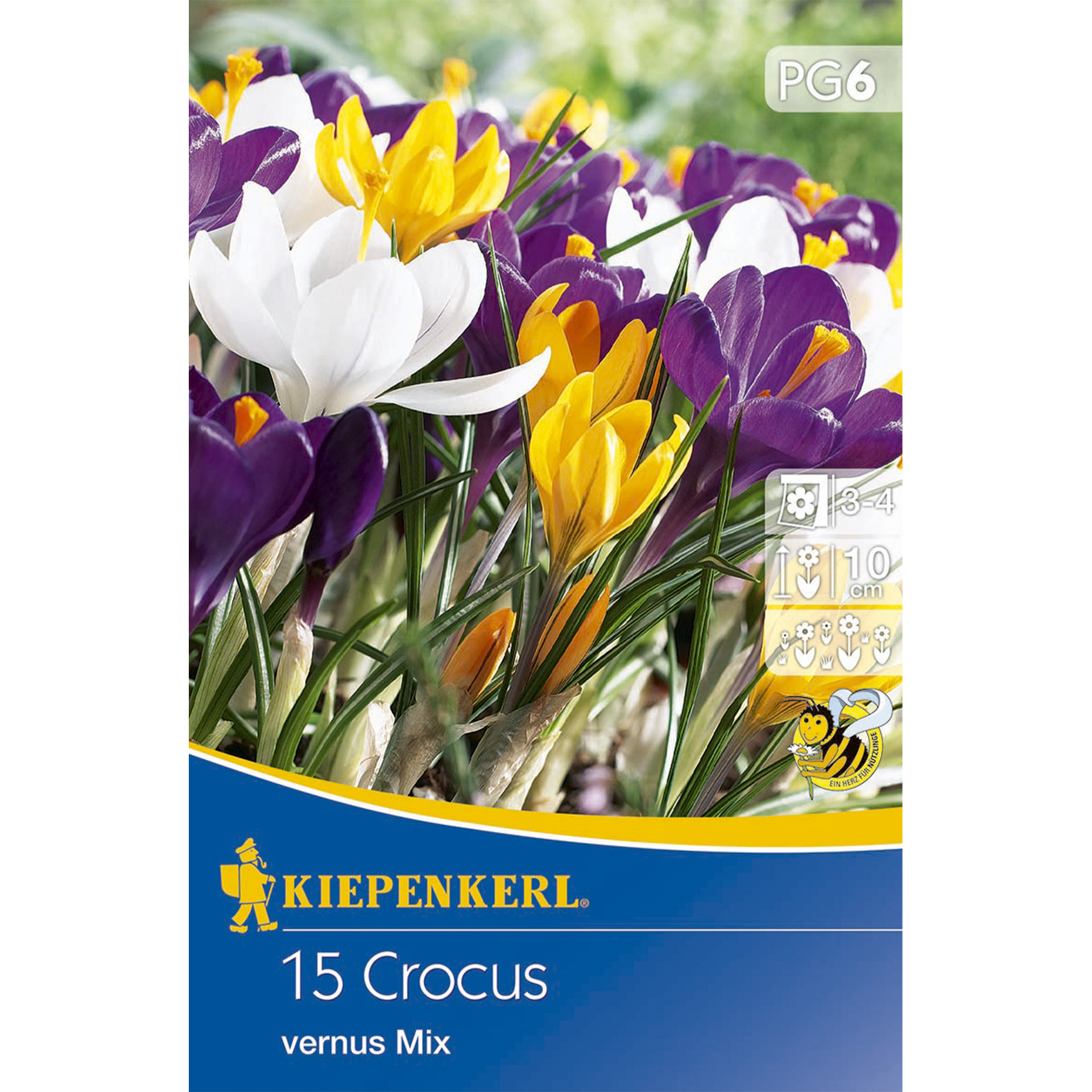 Krokus großblumig Blumenzwiebel