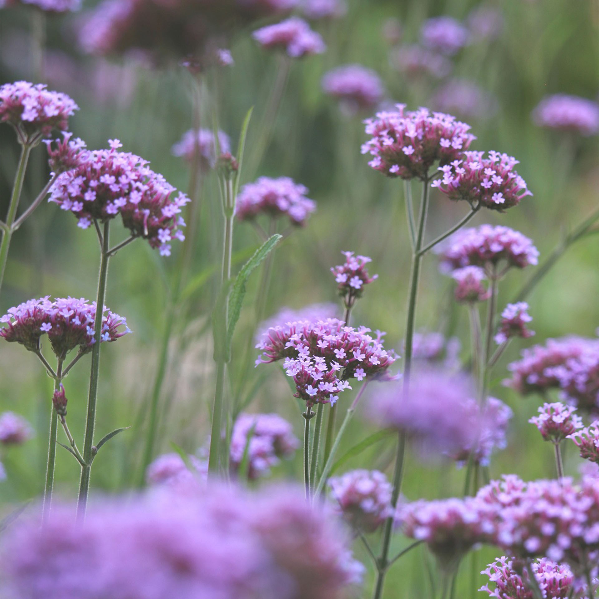 Blume, Pflanze, Geranie, Purpur, Apiaceae