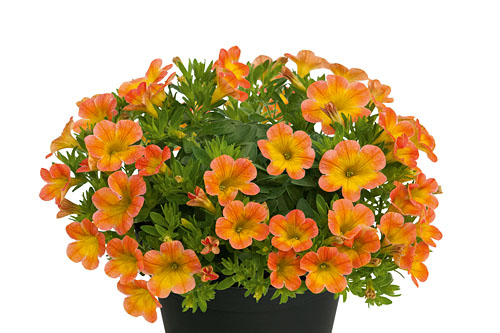 Zauberglöckchen - Calibrachoa 'Superbells Honey Peach, 12cm Topf