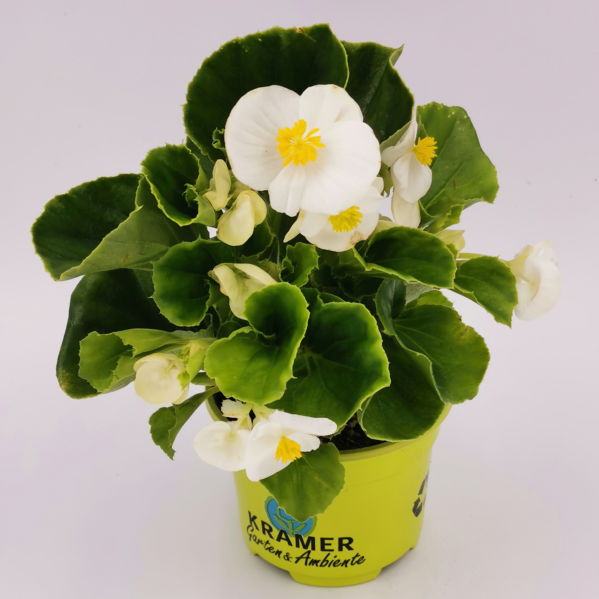 Eisbegonie - Begonia semperflorens 'Olympia White', 9cm Topf