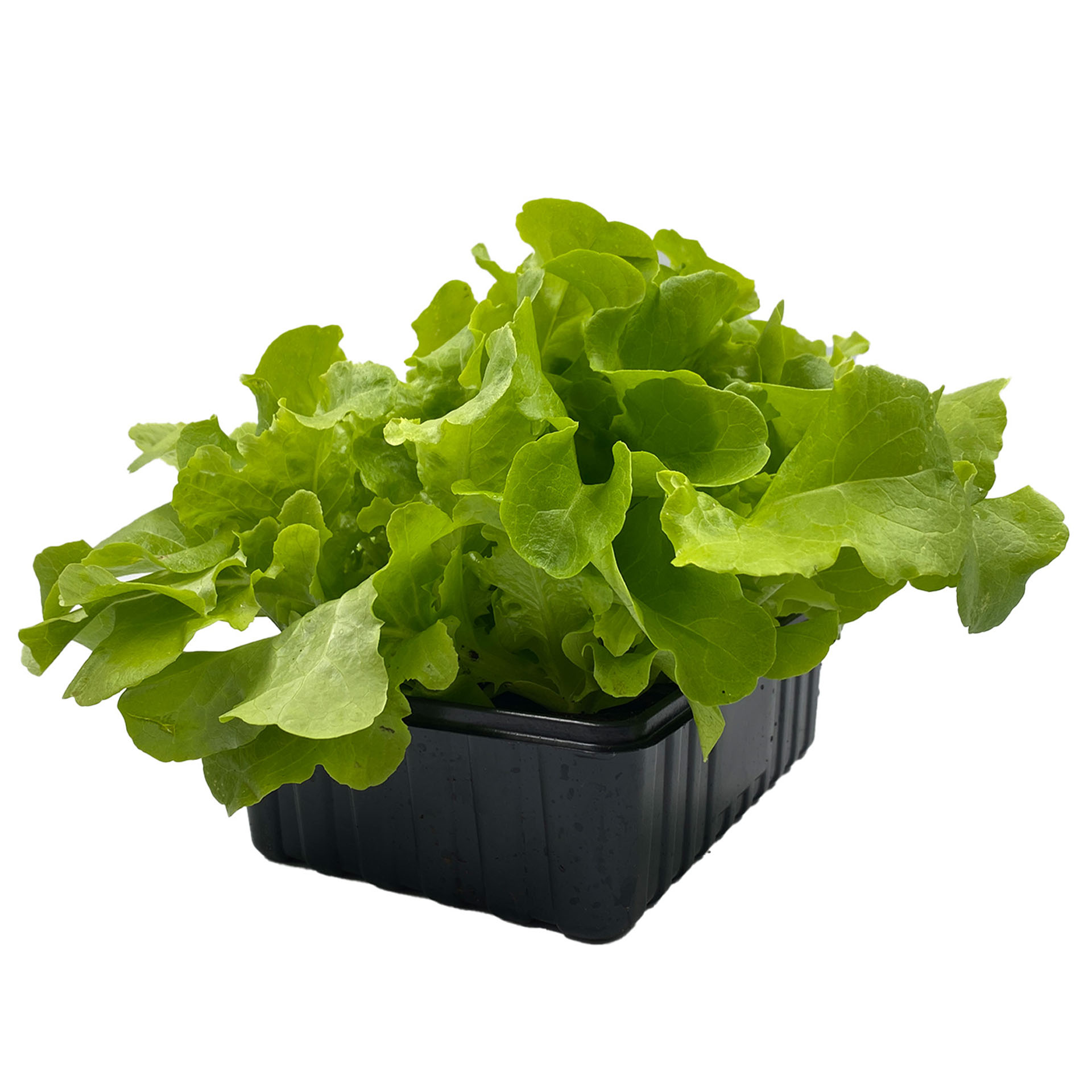 Eichblattsalat grün, Pflanze, Essen, Kopfsalat, Produzieren, Gemüse