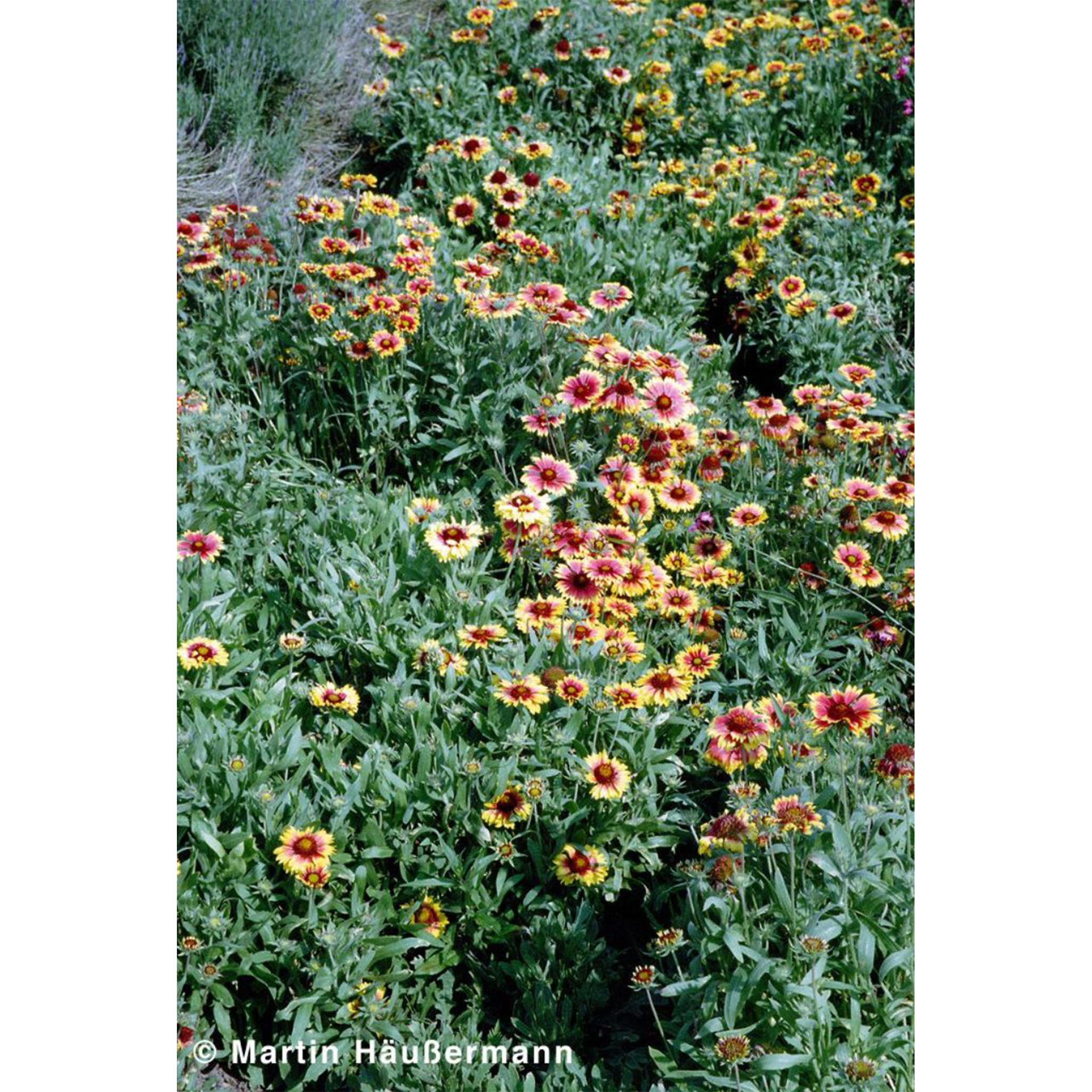 Gänseblümchen, Blume, Vegetation, Kräuterig, Blütenblatt