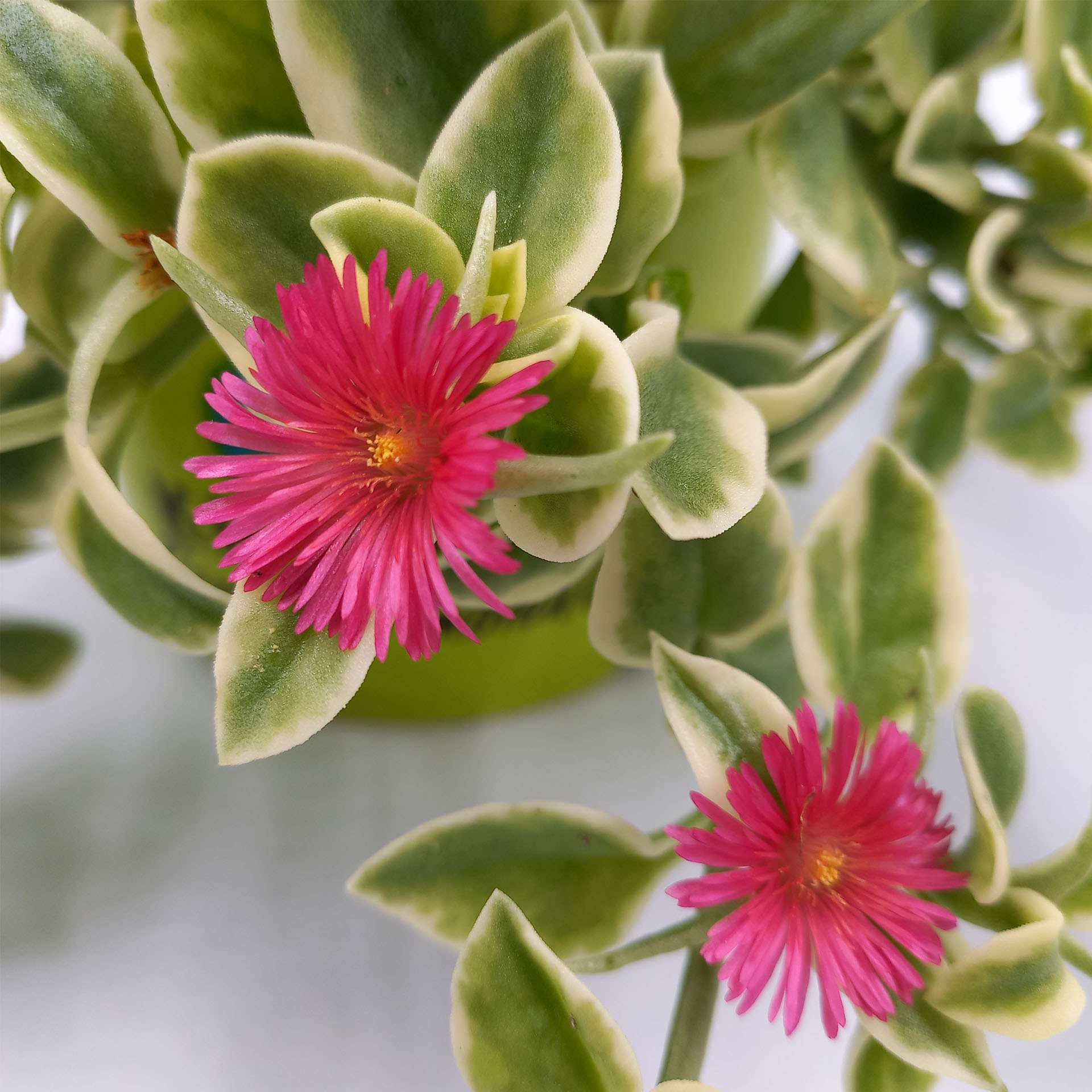 Dahlie, Blume, Blütenblatt, Gänseblümchen, Geranie