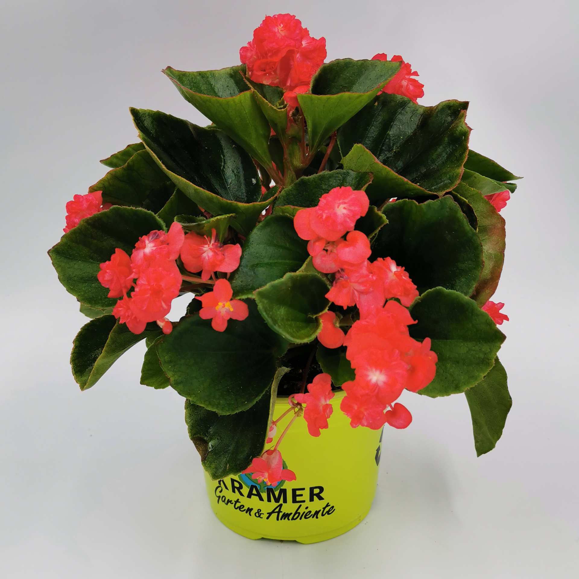 Eisbegonie - Begonia semperflorens 'Paso Doble Cherry Red'