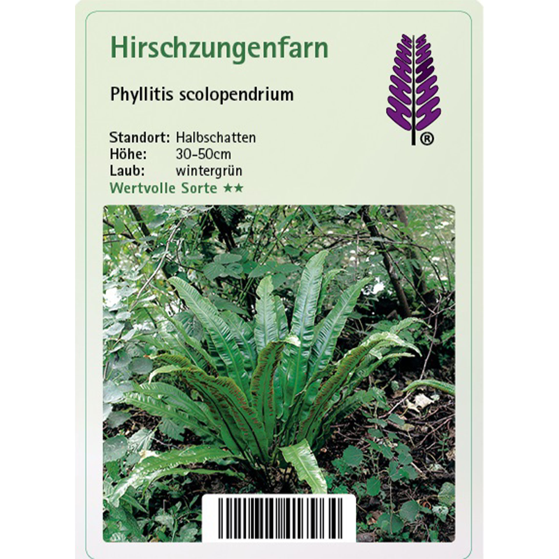 Hirschzungenfarn - Phyllitis scolopendrium