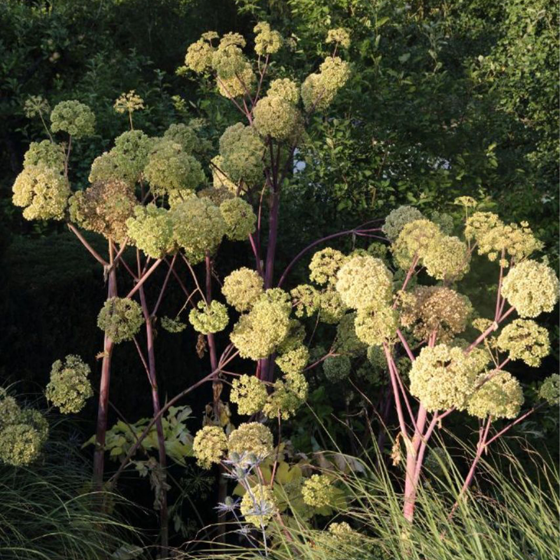 Blume, Pflanze, Apiaceae, Pflanzenwuchs, Baum