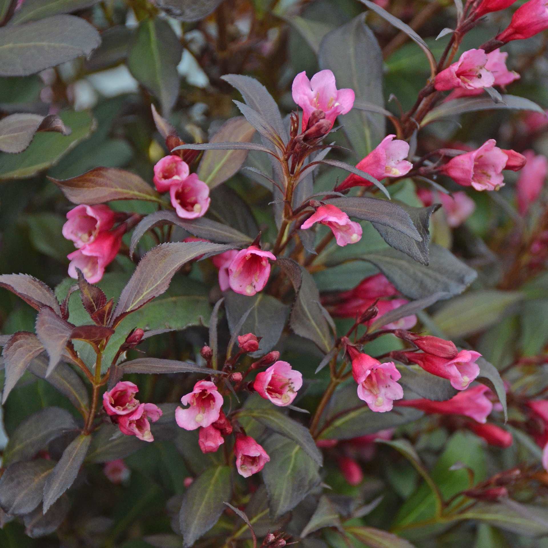 Rotlaubige Weigelie – Weigela florida 'Wine and Roses'®, C6 50-60cm 