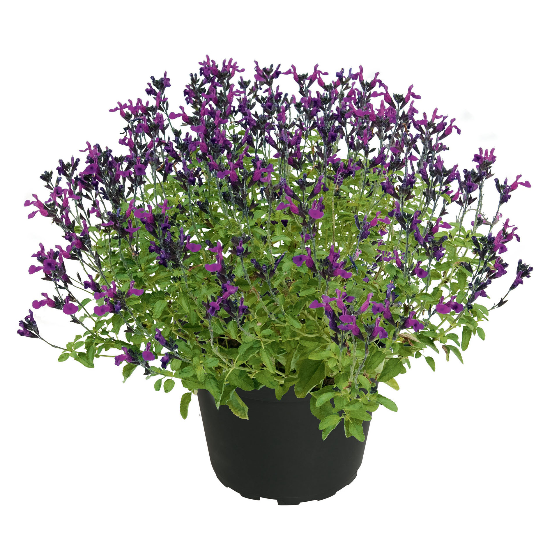 Salbei - Salvia VISIONAL Purple, 15cm Topf