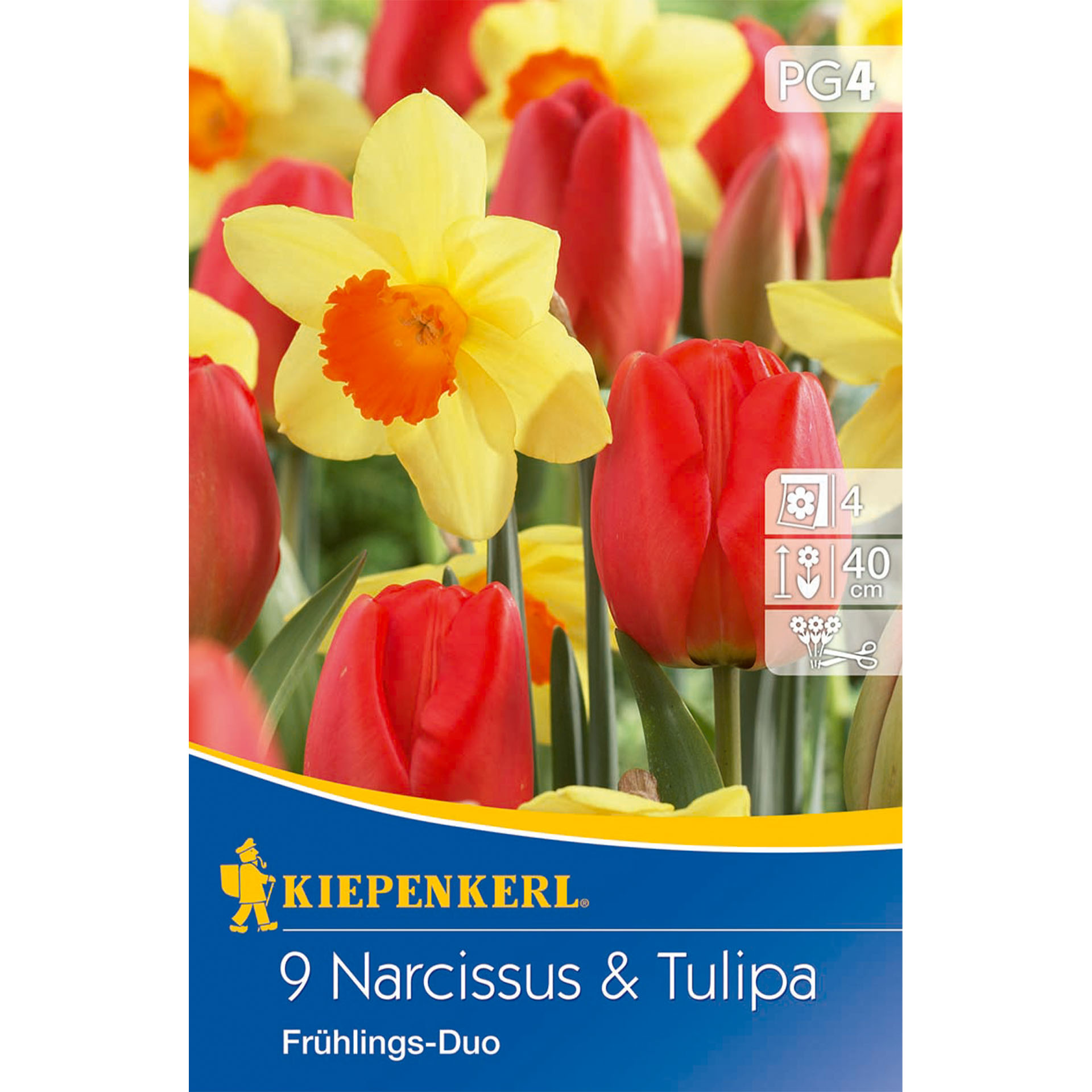 Blume, Pflanze, Narzisse, Werbung, Plakat