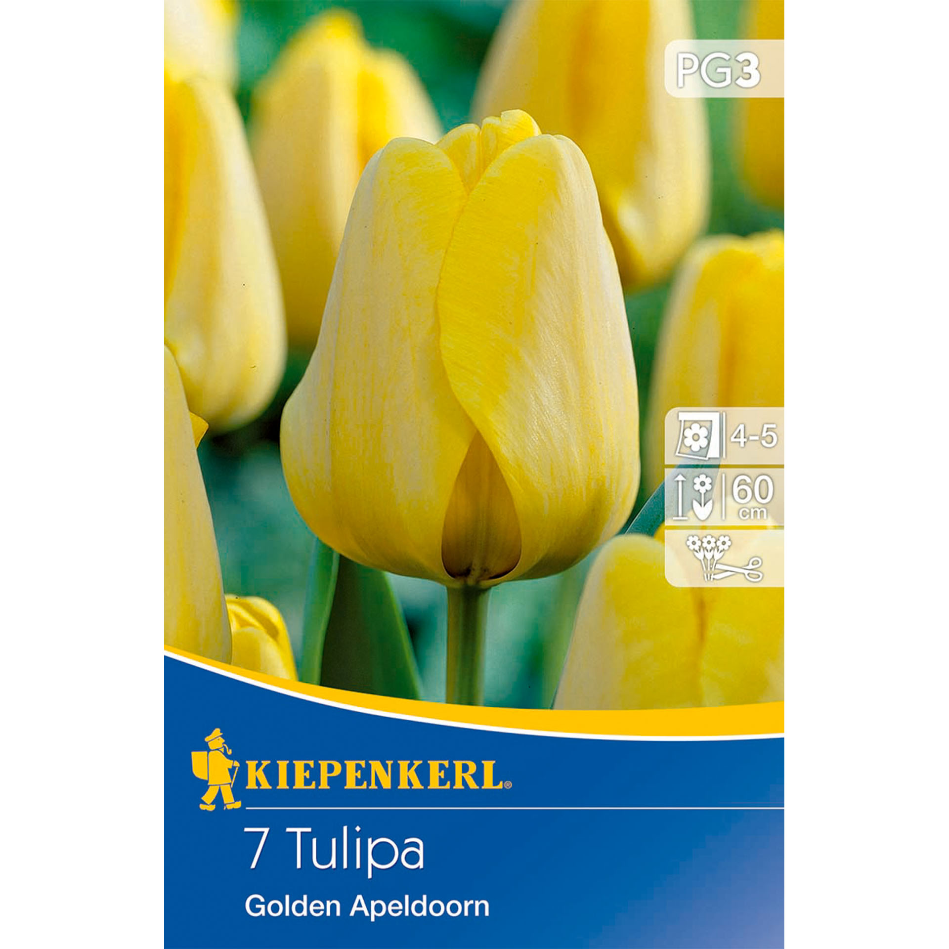 Blume, Pflanze, Tulpe, Blume, Pflanze, Tulpe