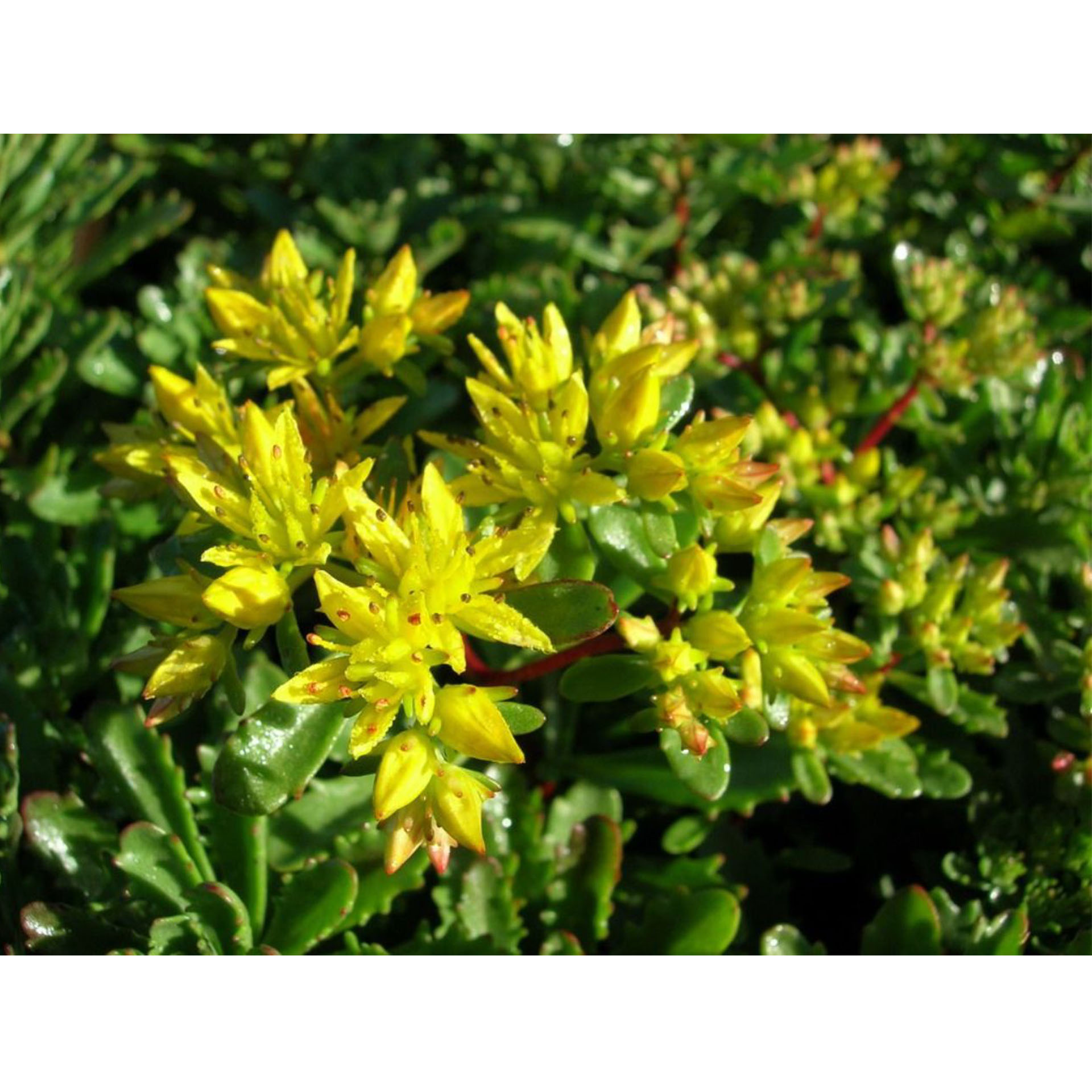 Blatt, Pflanze, Kräuter, Vegetation, Kräuterig