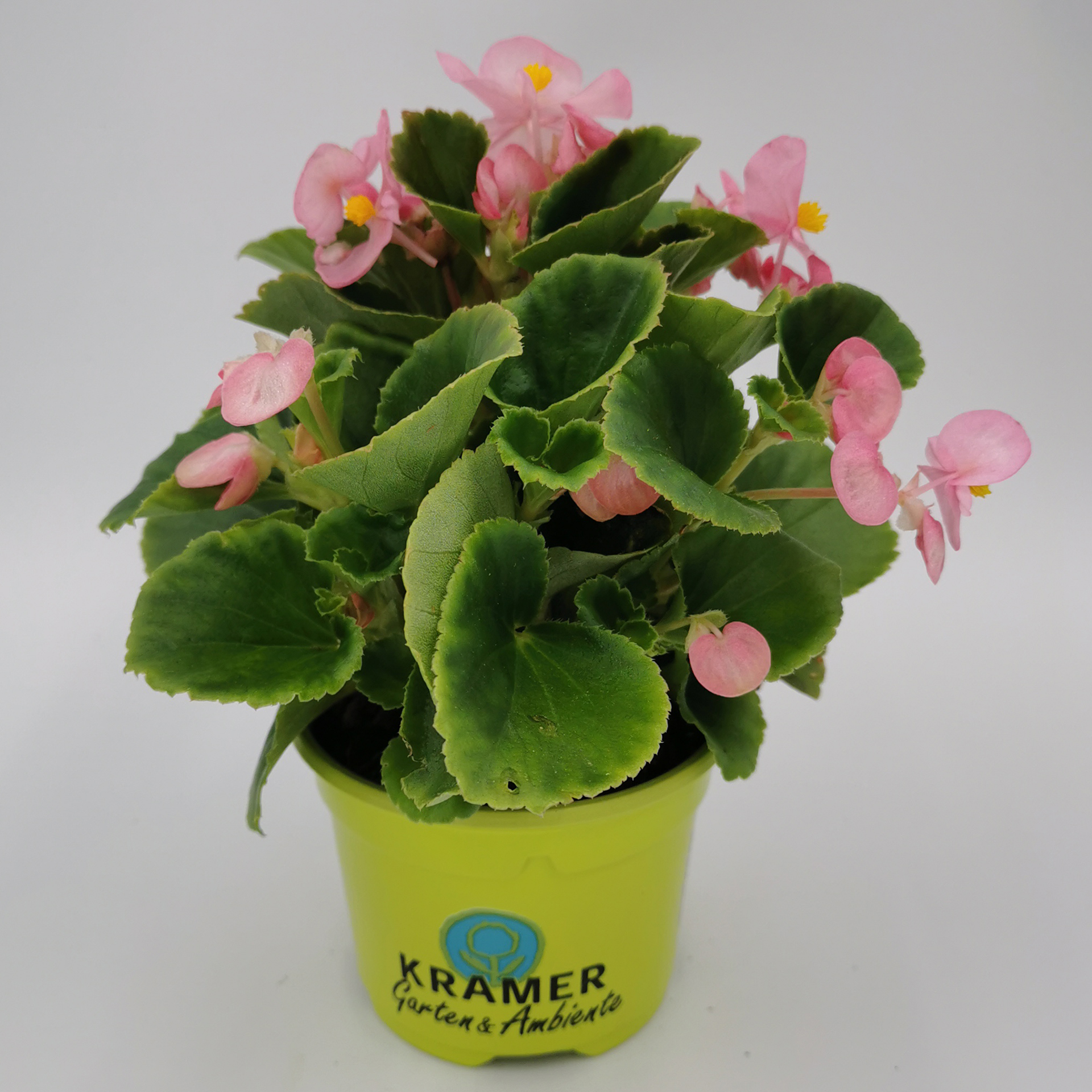 Eisbegonie - Begonia semperflorens 'Olympia Pink', 9cm Topf