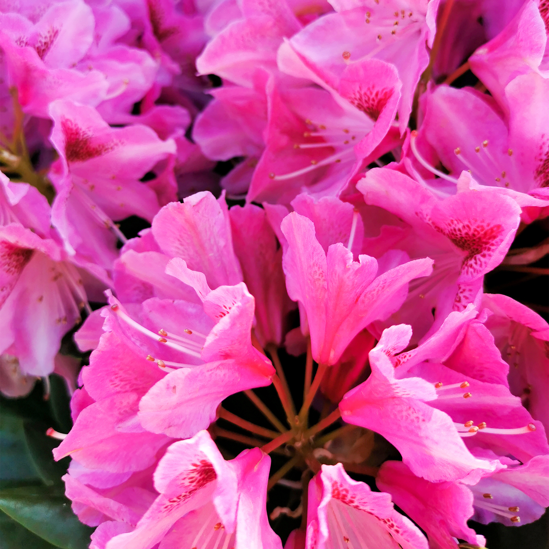 Rhododendron pink Alpenrose Moorbeetpflanze Containerpflanze Kübel auf Balkon und Terrasse