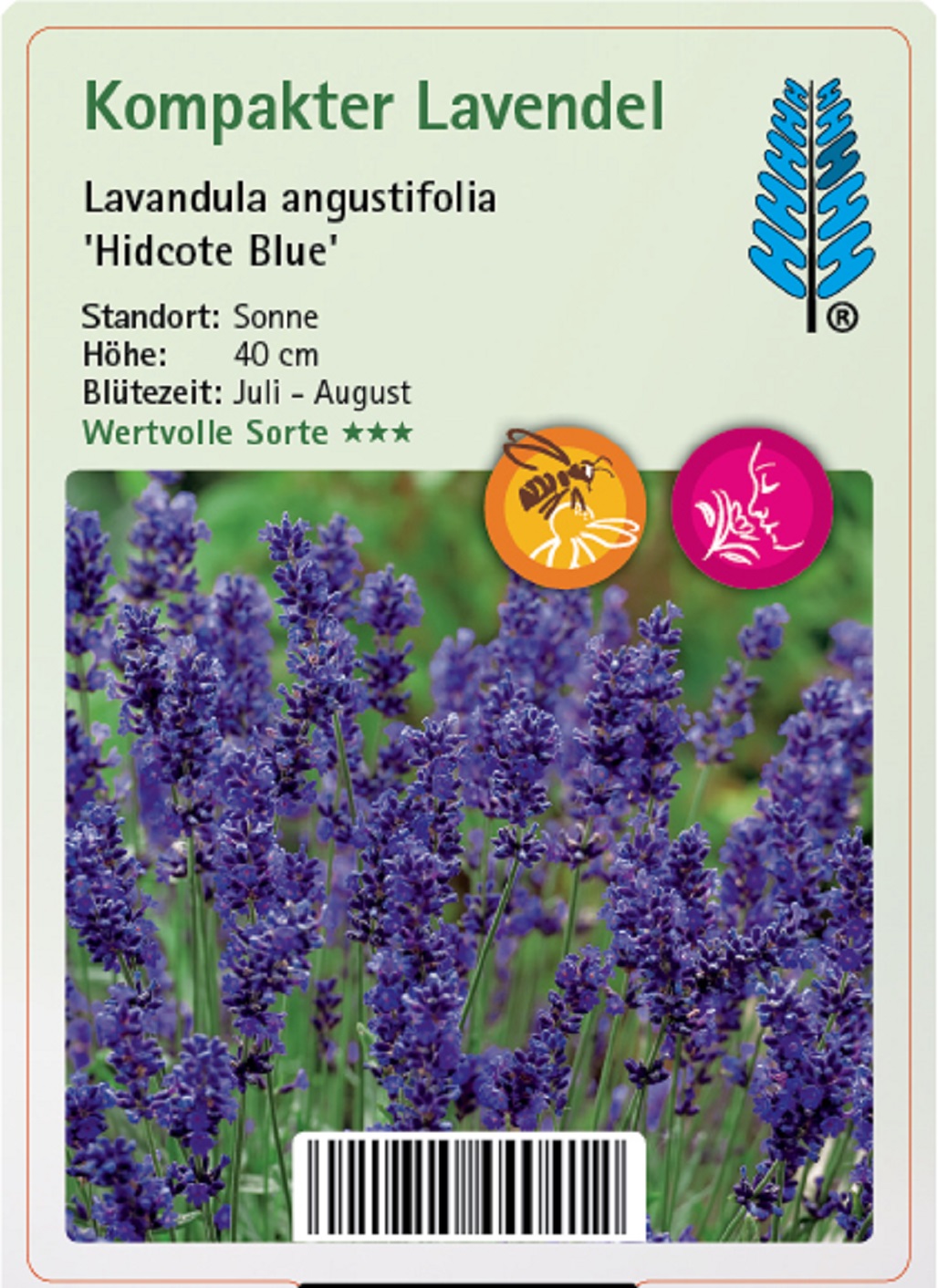 Kompakter Lavendel - Lavandula angustifolia 'Hidcote Blue', 9cm Topf