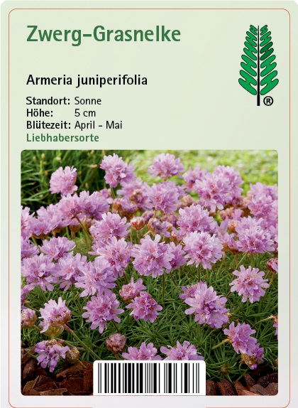 Dahlie, Blume, Blütenblatt, Purpur, Astragalus