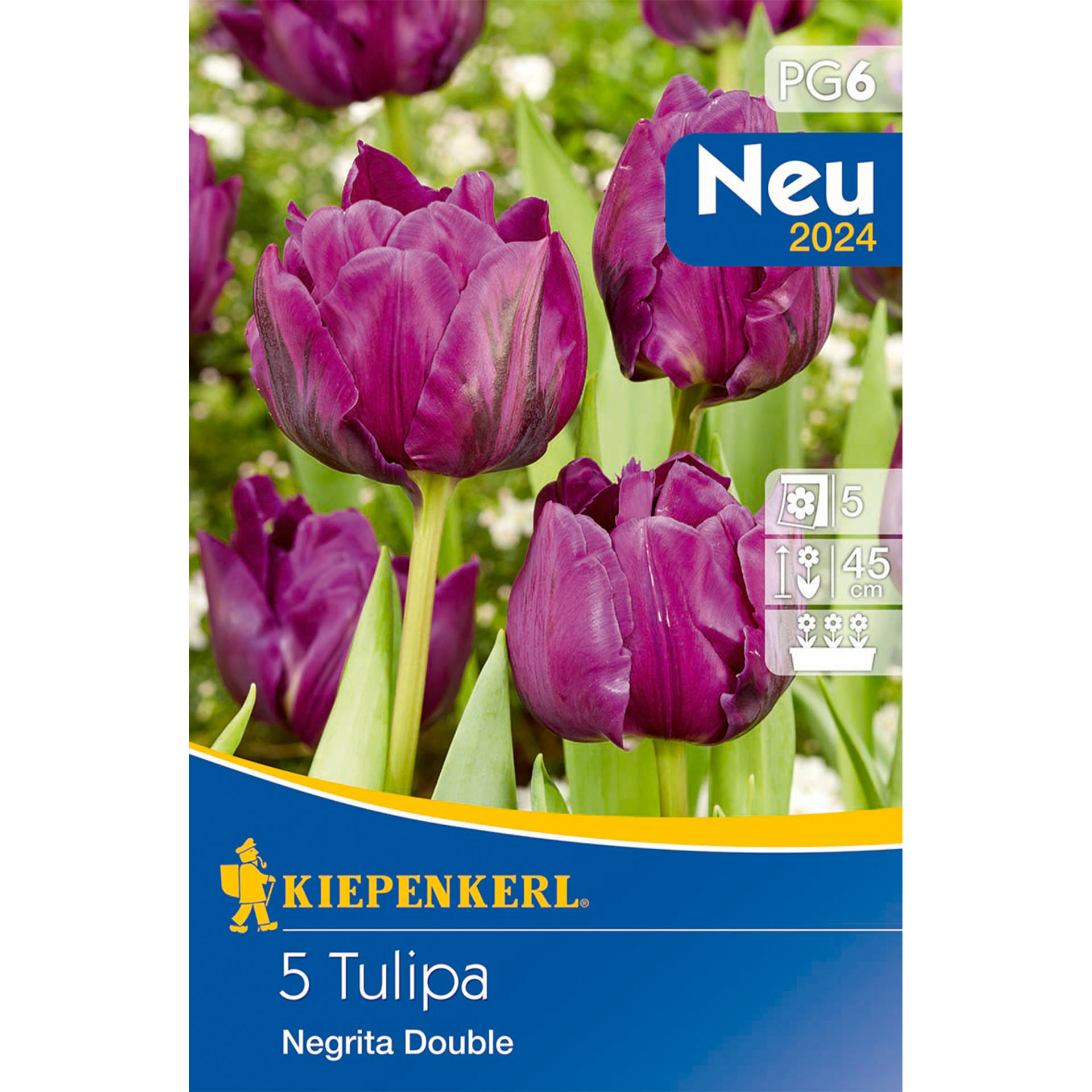 Blume, Werbung, Plakat, Rose, Tulpe