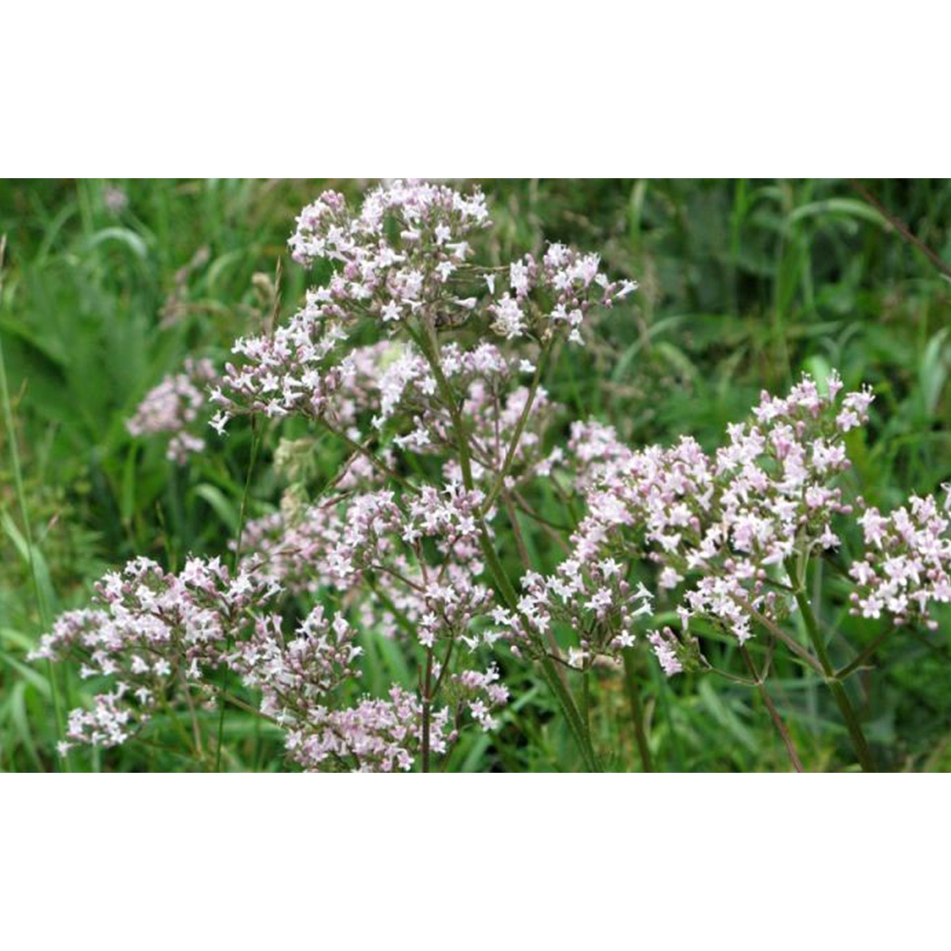 Echter Baldrian - Valeriana Officinalis