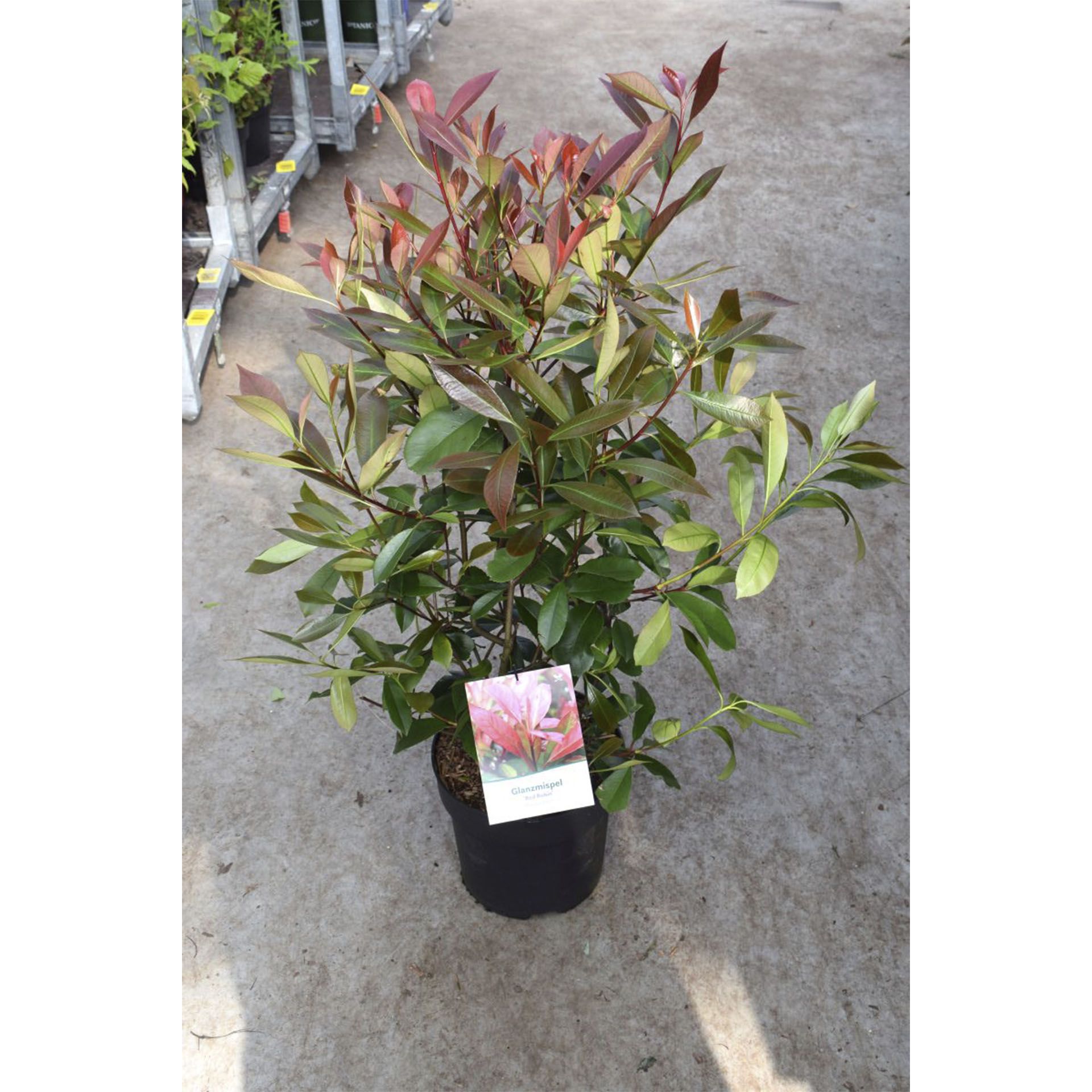 Glanzmispel Photinia Fraseri Red Robin